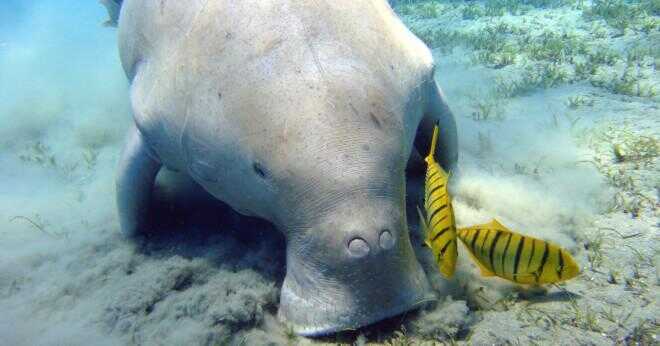 Var i världen är dugonger hittat?