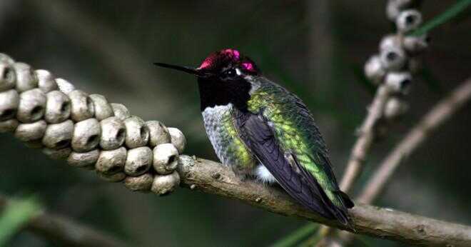 Hur lång är en ruby throated hummingbird?