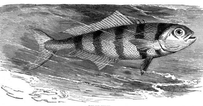Vilken typ av fisk Rengör valhajar och annan typ av hajar?