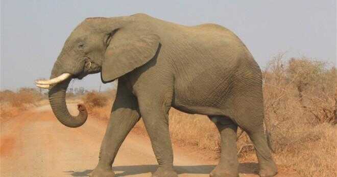 Hur dödar elefanter människor?