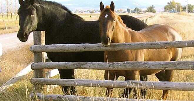 Vilken ras av hästar använder Amish?
