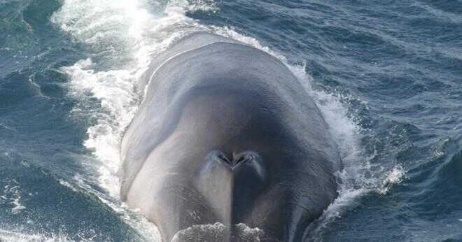 Hur lång är den längsta whale och vilken typ av whale var det?