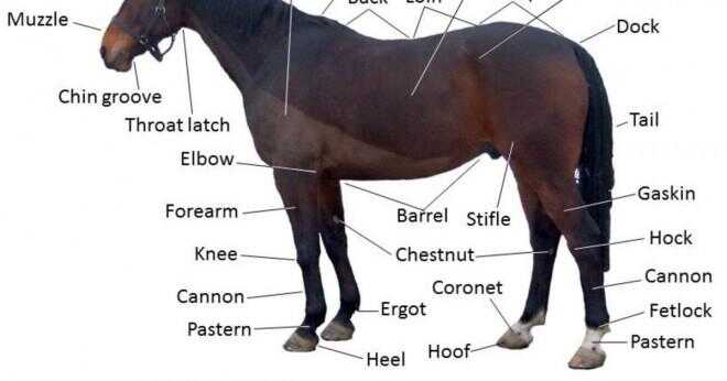 Vad kallas en hästar rumpa?