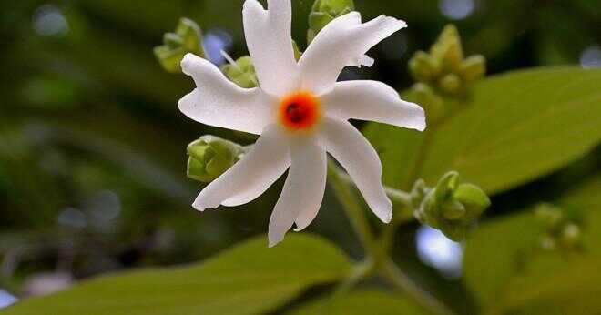 Vad heter rajnigandha blomma på engelska?