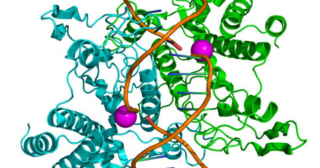 Ett enzym som kallas vad är till att fästa DNA ryggraden mellan vektor och främmande DNA som har bildat baspar i klibbiga ändarna under bildandet av rekombinant-dna?