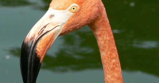 Varför ändrar flamingos färg när de äter?