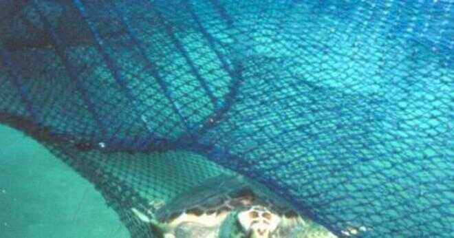 Hur havssköldpaddan Caretta äter sin mat?
