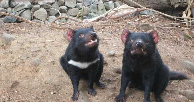 Är en Tasmanian devil's habitat varmt eller kallt?