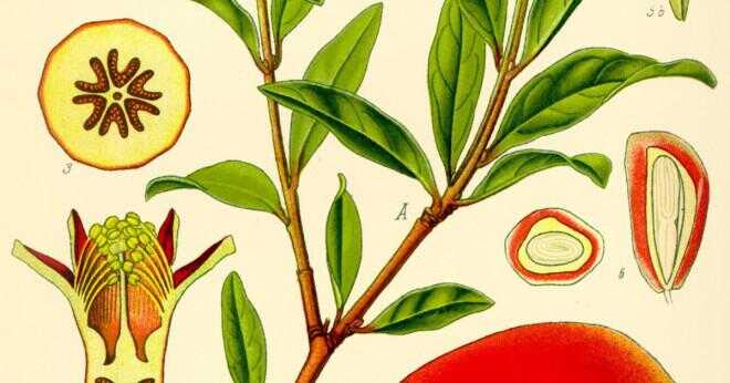 Hur mycket fett i ett granatäpple?