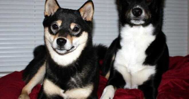 Vilken hund har en bättre personlighet Shiba Inu eller en Beagle?