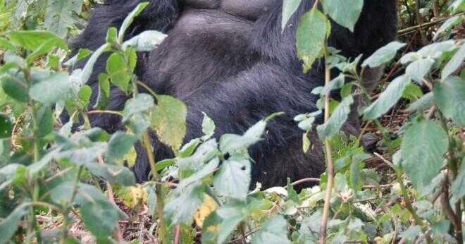 Bor gorillor i tropisk regnskog?
