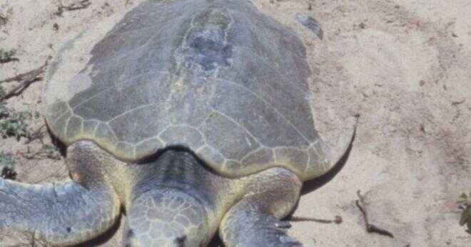 Havssköldpaddor kan dricka saltvatten?
