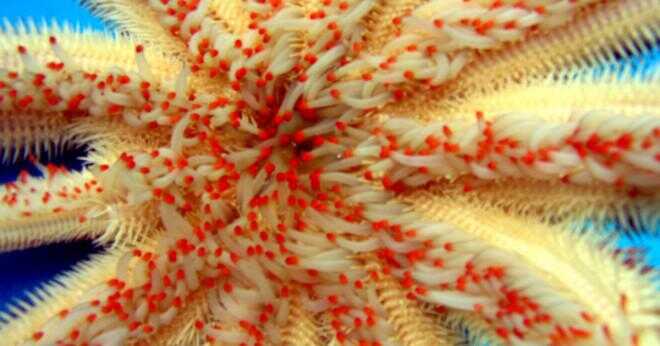 Hur hjälper en tube fot sea star att flytta?