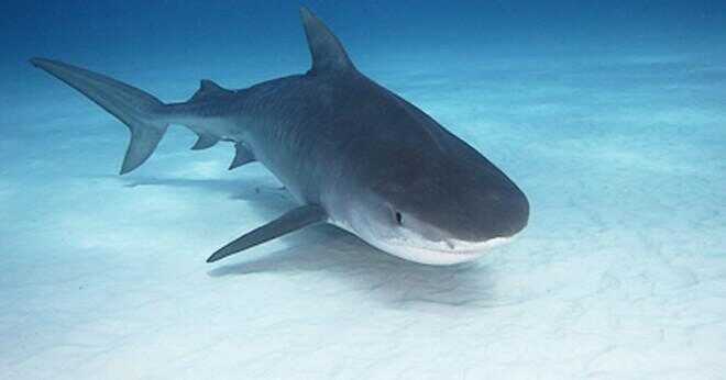 Vart är bull hajar i livsmedelskedjan?