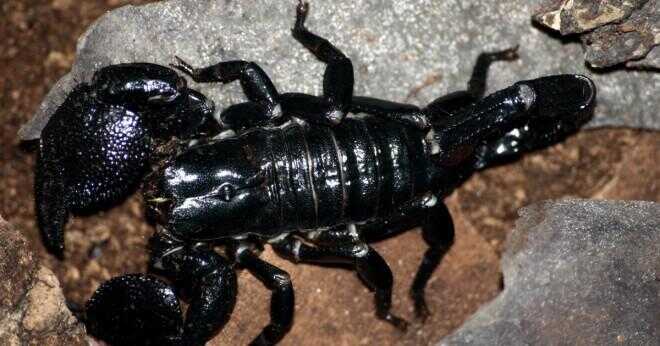 Hur stor är en svart kejsar Skorpion?