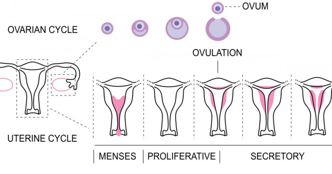 Är det normalt att starta och stoppa blödning i en menstruationscykel?