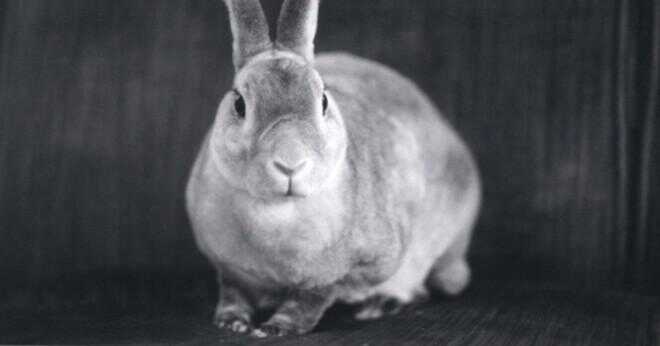 Kan kaniner äter pekannötter?