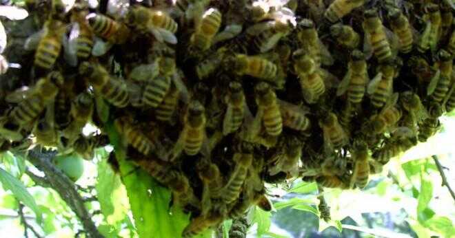 Finns det ett bi som kallas gul Bandad biet?