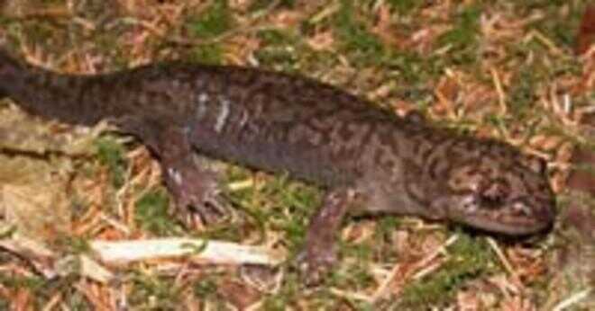 En salamander äta den egna huden?