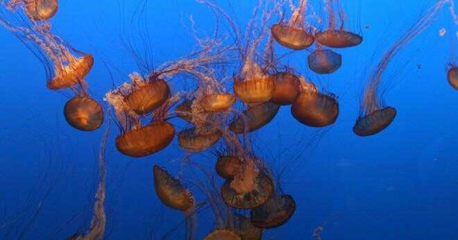 Kan en Box jellyfish döda en val?