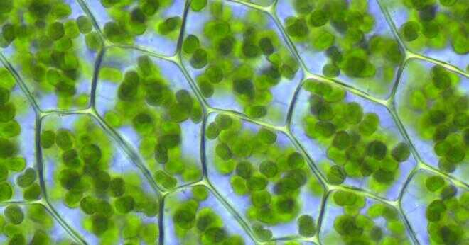 Hur skulle djurceller vara annorlunda om de hade kloroplaster och cellväggar?