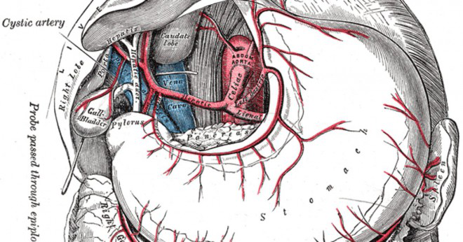 Vad är största vener och största artärer?