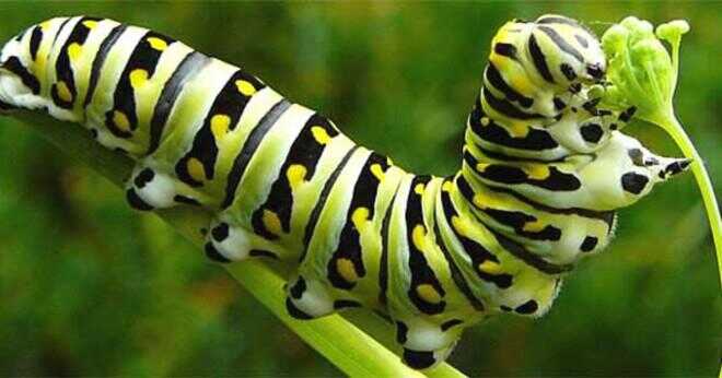 Vad caterpillar är grön med gult huvud och taggiga svans?