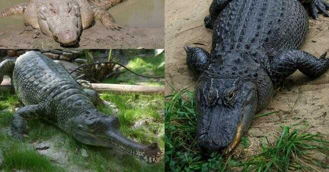Hur stor är en alligatorer tänder?
