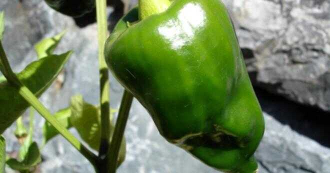 Hur kan du ungefärliga hotness en peppar?
