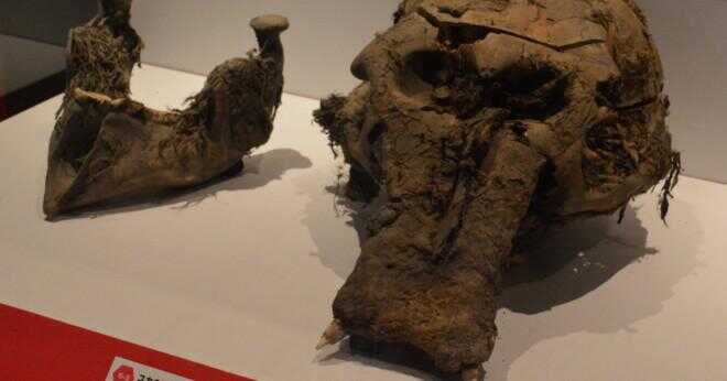 Vilken typ av fossila är köttet päls och ben i en wooly mammoth bevarade i frusna marken?