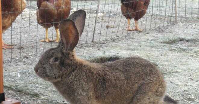 Vilken är den ungefärliga vikten av en kanin i kg?