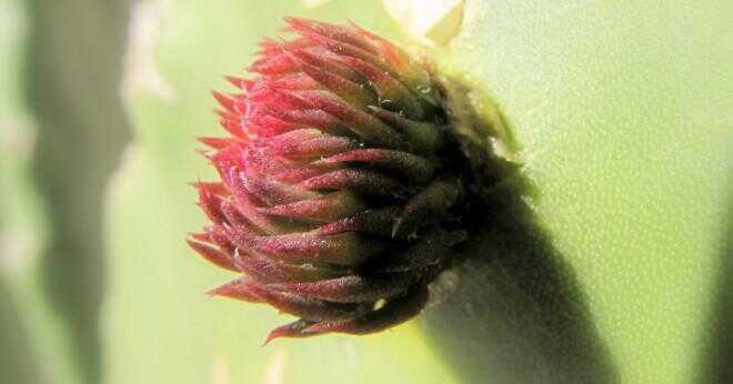 Är prickly pear cactus ätbara?