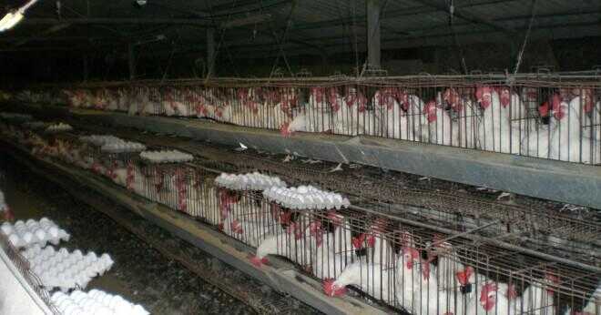 Vad är lager och slaktkycklingar i fjäderfäföretag?
