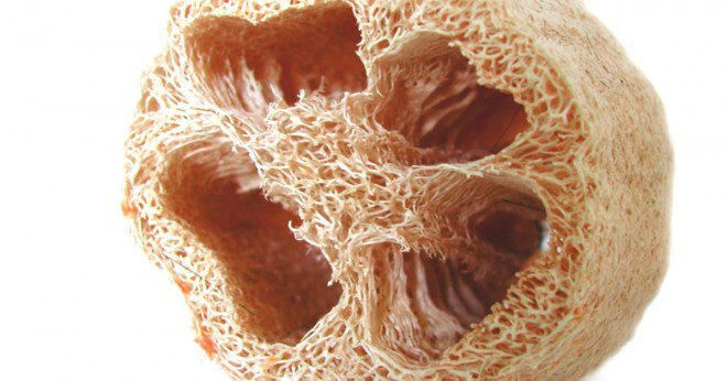 Vad kallas porerna i en svamp?