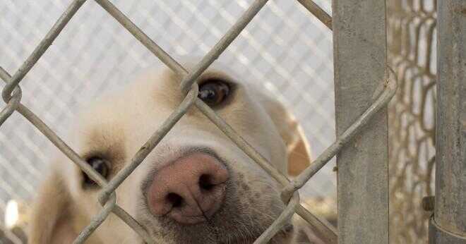 Hur många hundar är euthanized i skyddsrum?