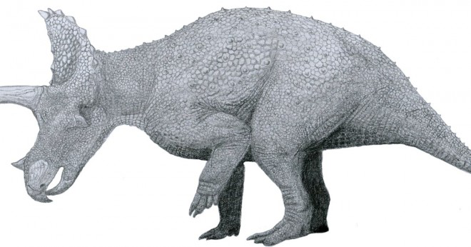 Vilka fysiska funktioner gav triceratops namn?