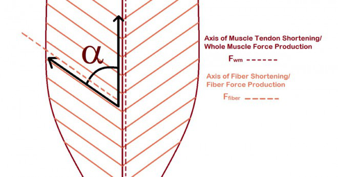 Vad är några exempel på multipennate muskler?