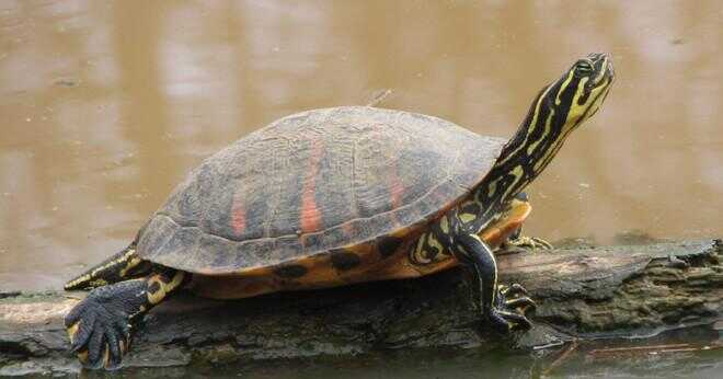 Vad äter en röd bellied sköldpadda?