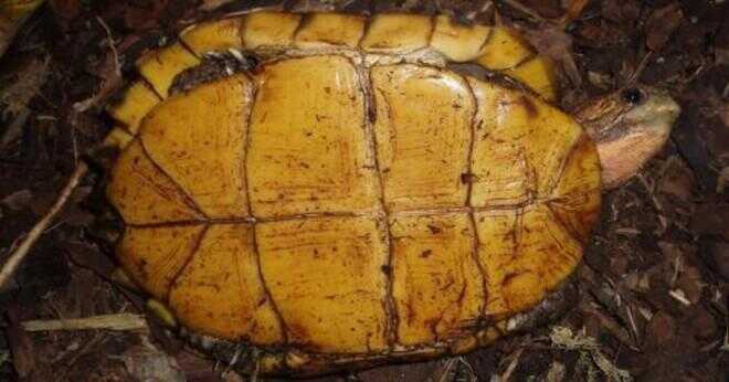 Hur länge lever jätte box sköldpaddorna?