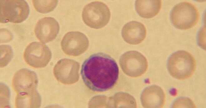 Den granulat leukocyt som fläckar röda är?
