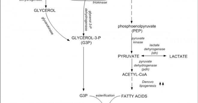 Kroppen kan omvandla glycerol till glukos?