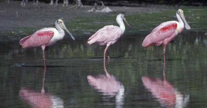 Vad är några djur som använder Everglades som häckningsplatser?