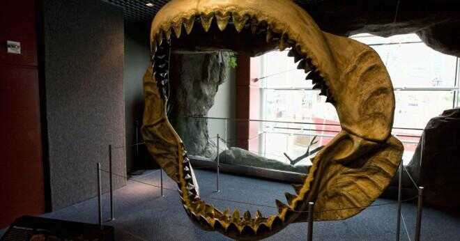 Megalodons munnen är större än valhajar mun?