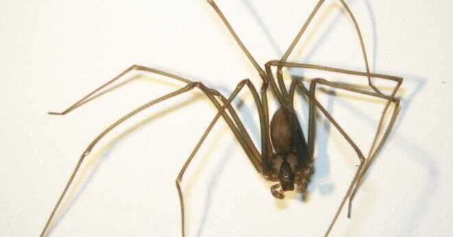 Är alla typer av scorpion spindlar giftiga?