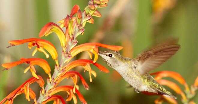 Hur kolibrier flöden?
