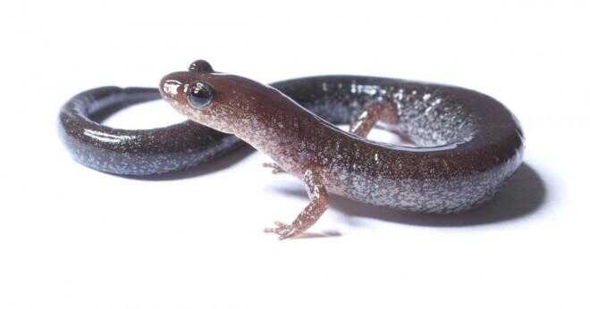 Vad vill du mata spotted salamander larver?