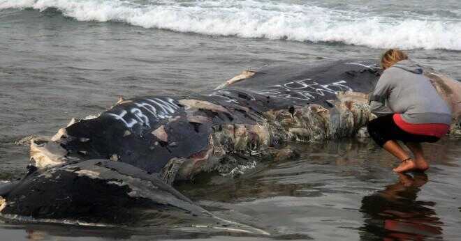 Vad händer med valar under en tsunami?