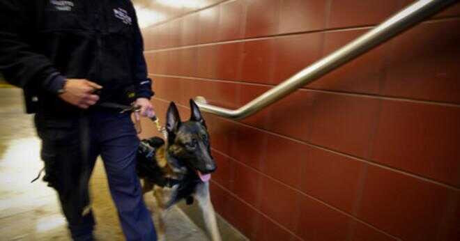 Varför är en polis hund mer benägna att få brottslingar att kapitulera än en människa officer?