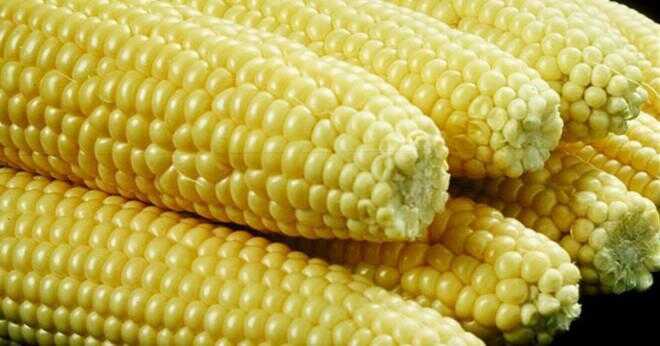 Har äta svett majs orsaka cancer?