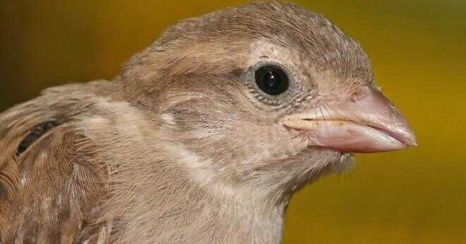 Vilken typ av näbben har en bluebird?
